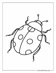 Ladybug