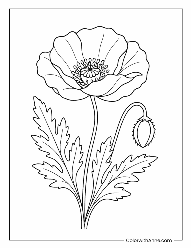 Pretty Large Poppy Flower Coloring Page