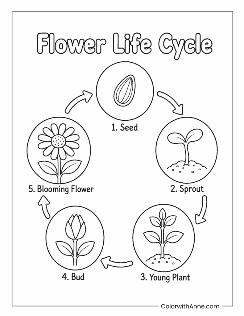 Simple Flower Life Cycle Coloring Page