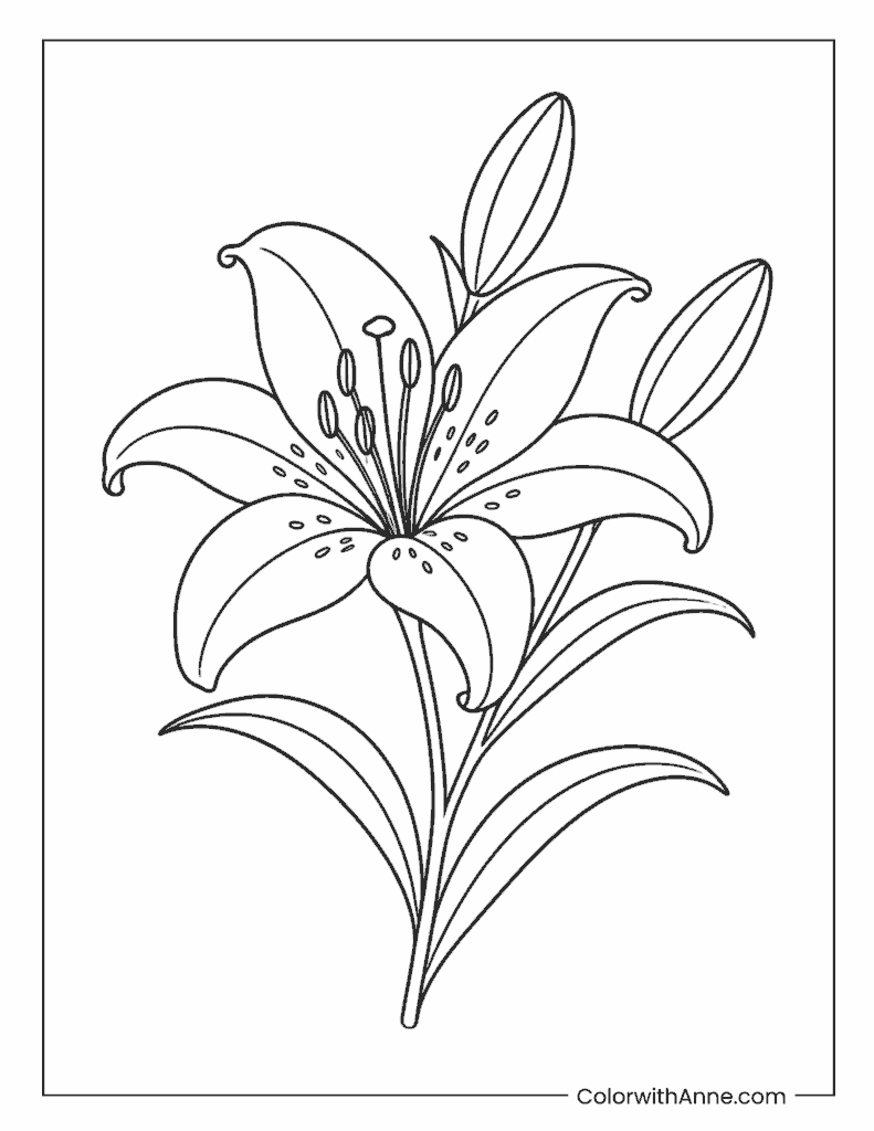 Simple Lily Flower Coloring Page for Preschoolers