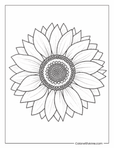 Sunflower