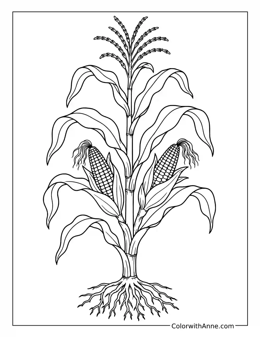 Corn Growing on the Stalk coloring page