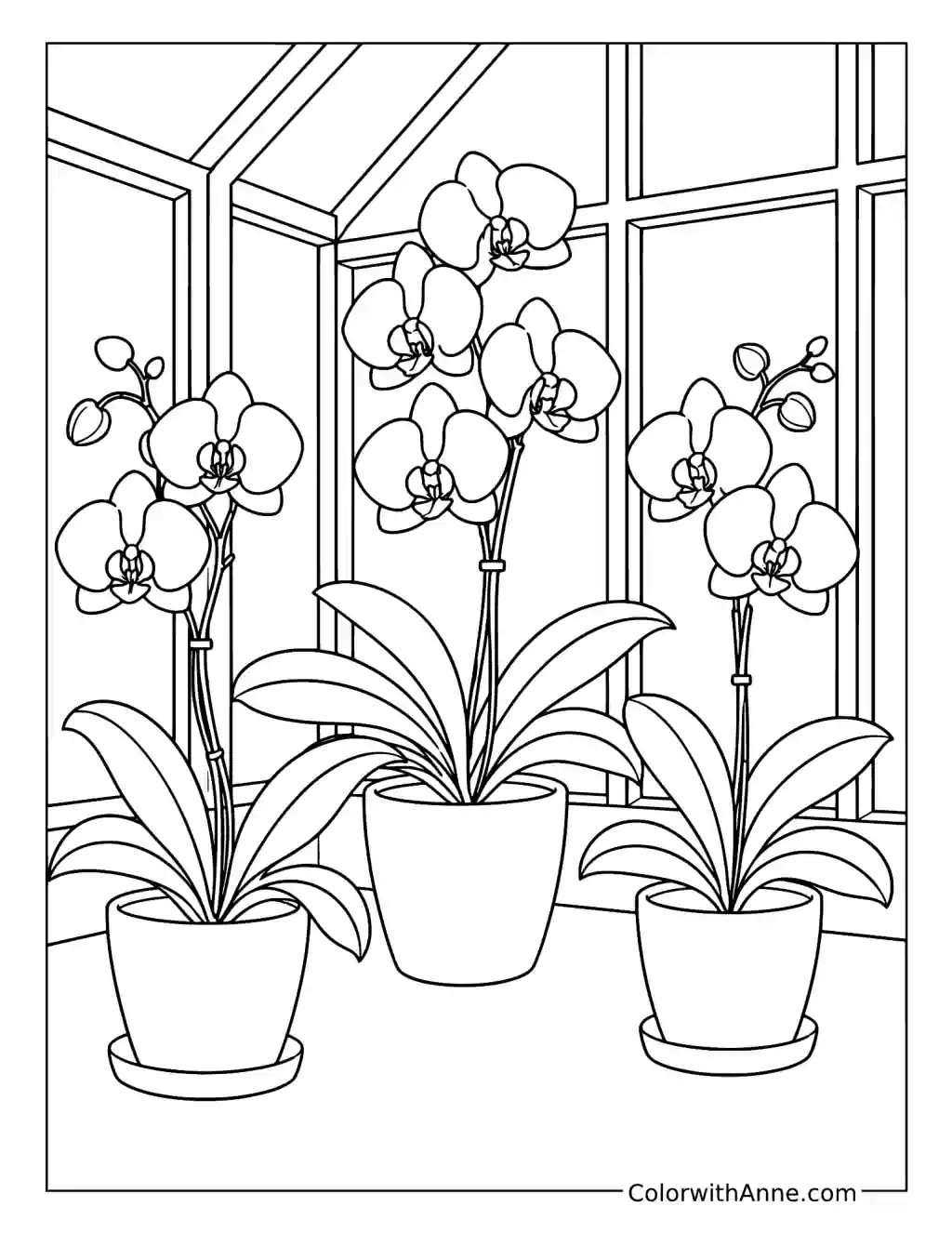 Potted Orchids Blooming in a Greenhouse coloring page