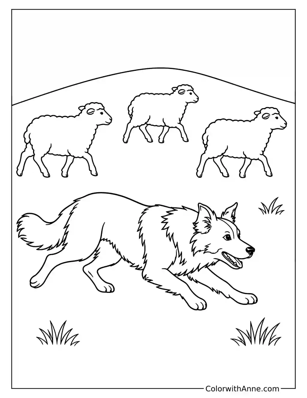 Border Collie Herding Three Sheep Coloring Page
