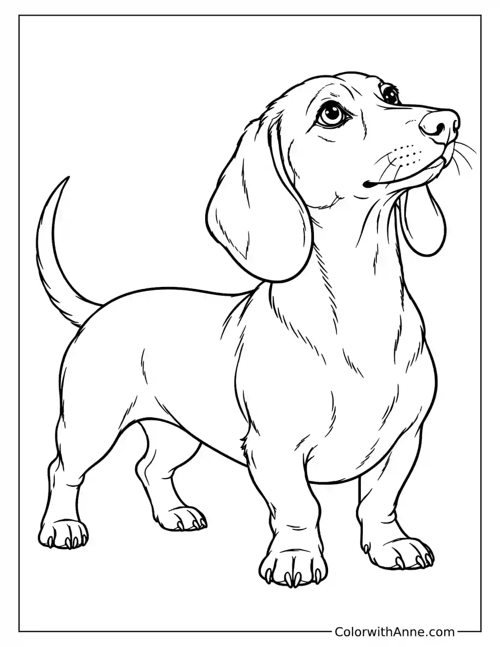 Dachshund Coloring Page